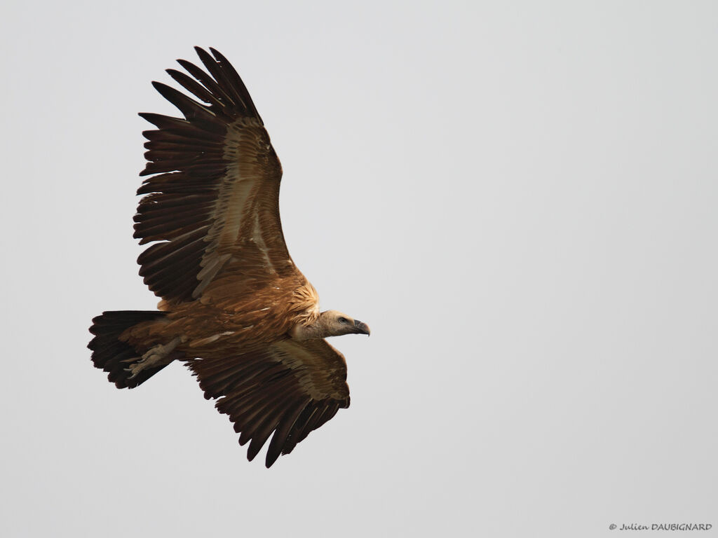 Griffon Vulture, Flight