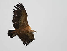 Griffon Vulture