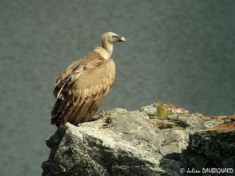 Griffon Vulture