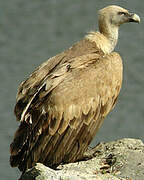 Griffon Vulture