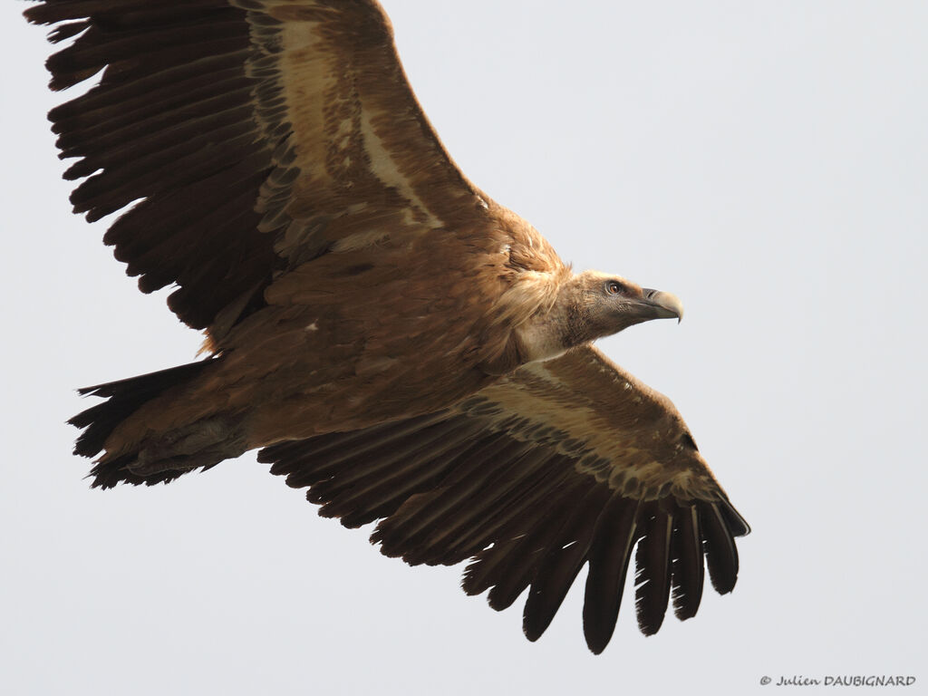 Vautour fauve, Vol