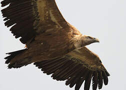 Griffon Vulture