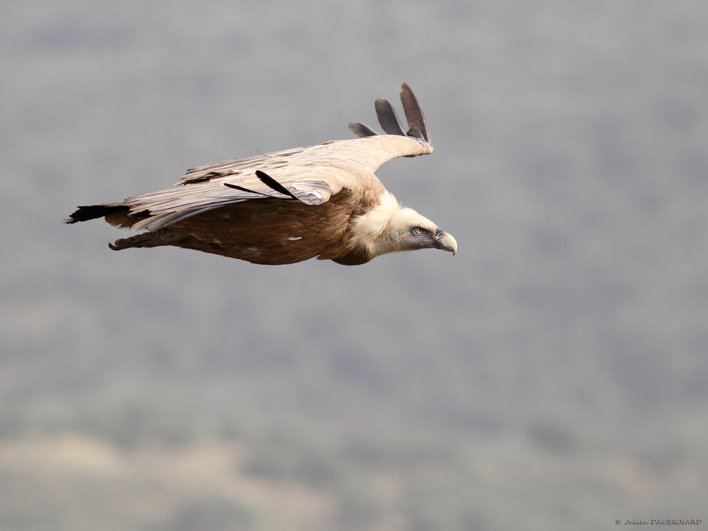 Vautour fauve, Vol