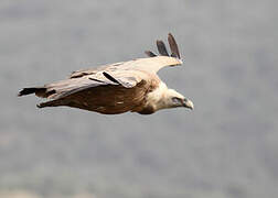 Vautour fauve