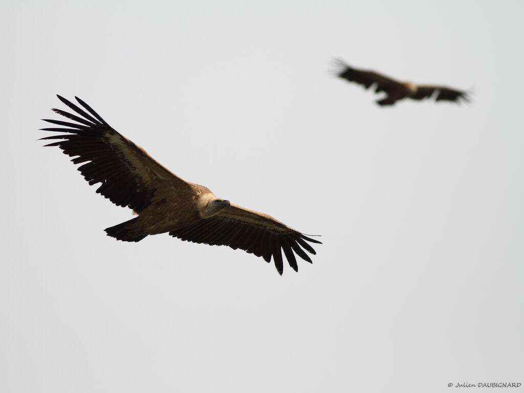 Vautour fauve, Vol