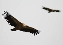 Griffon Vulture