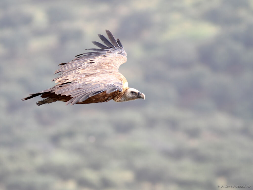 Vautour fauve, Vol