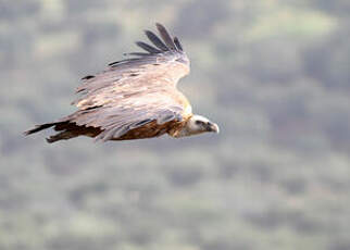 Vautour fauve