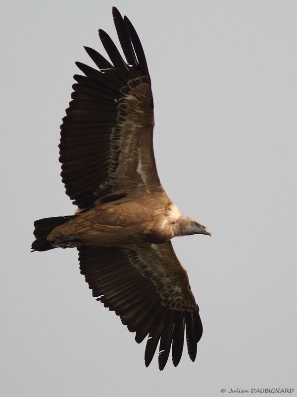 Griffon Vulture, Flight