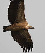 Griffon Vulture