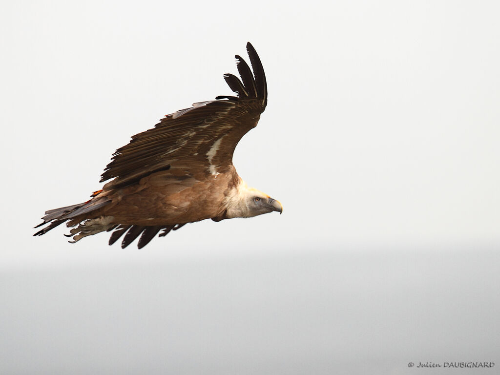 Griffon Vulture, Flight