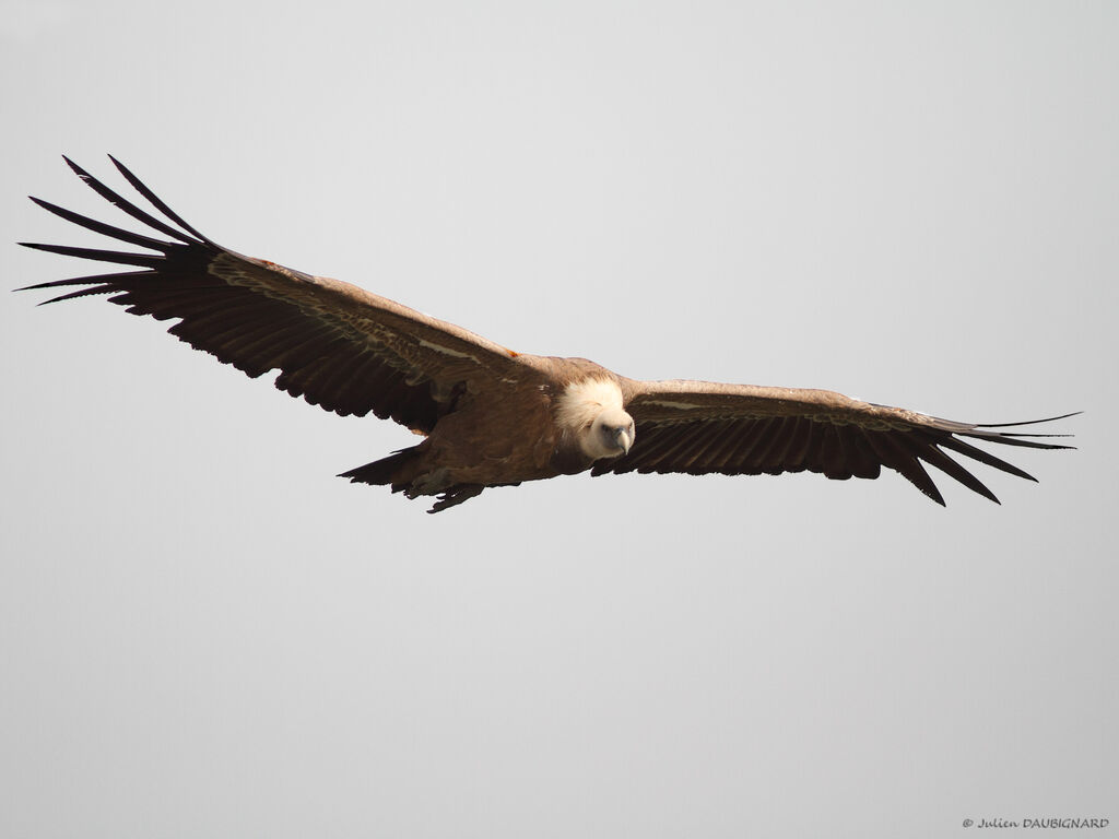 Vautour fauve, Vol