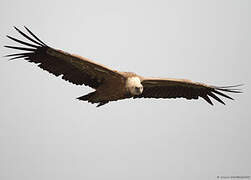 Griffon Vulture