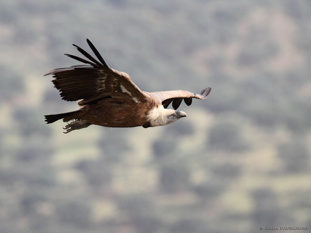 Vautour fauve, Vol