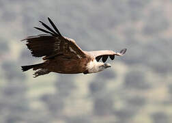 Griffon Vulture