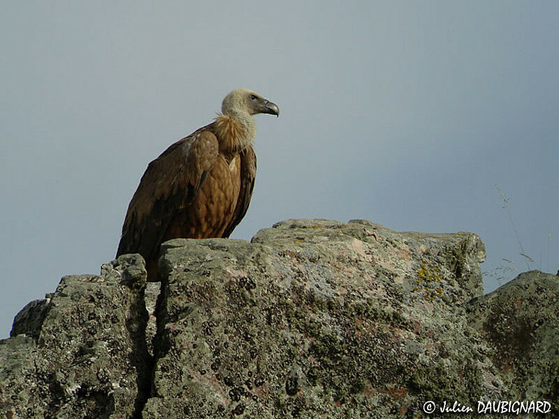 Griffon Vulture