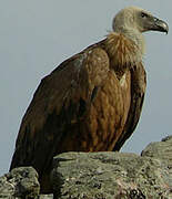 Griffon Vulture