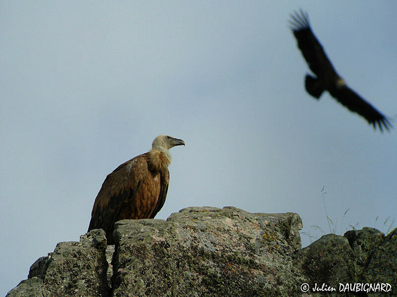 Griffon Vulture