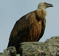 Griffon Vulture