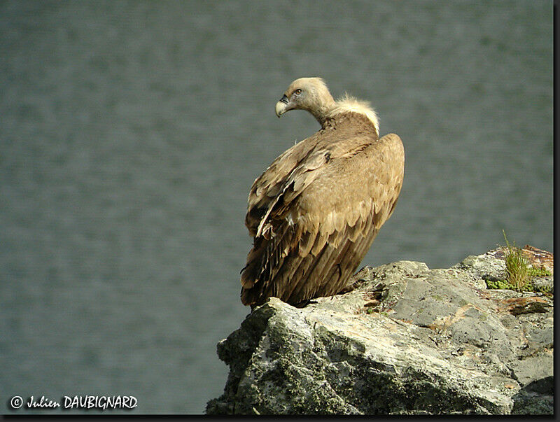 Griffon Vulture