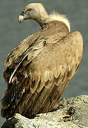 Griffon Vulture