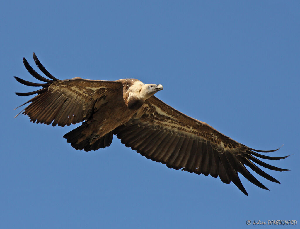 Vautour fauve, Vol