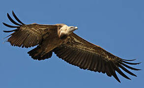 Griffon Vulture