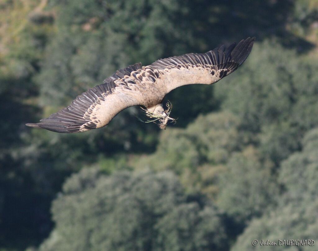 Vautour fauve, Vol