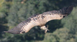 Griffon Vulture