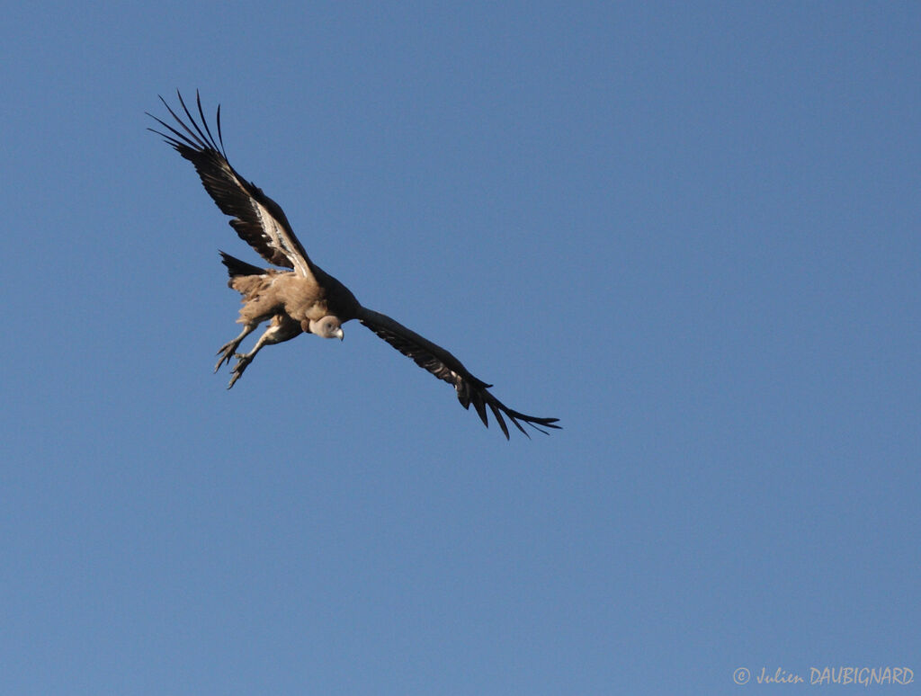 Griffon Vulture, Flight