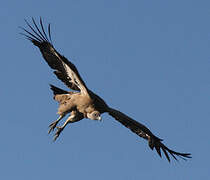 Griffon Vulture