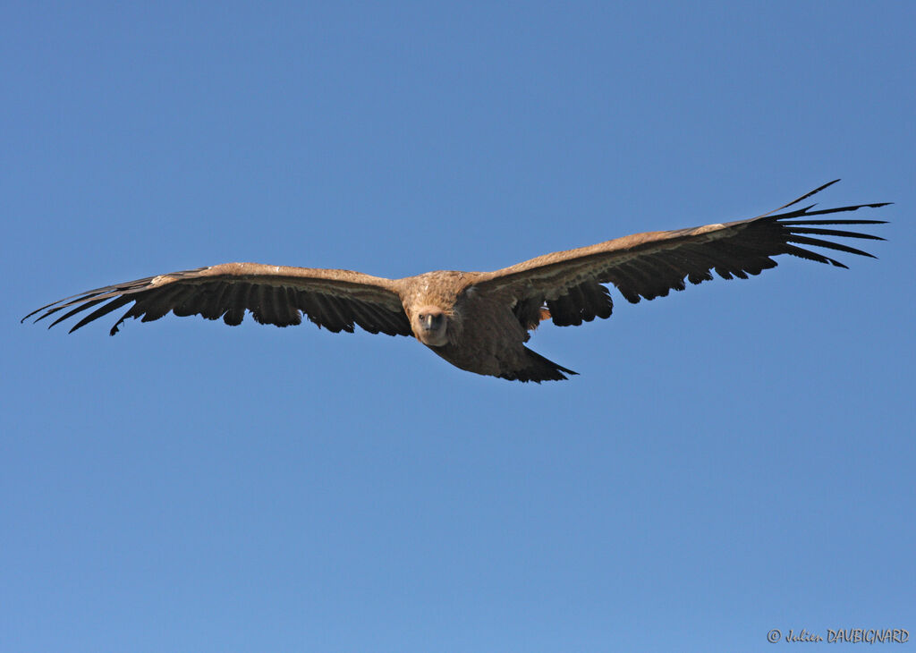 Vautour fauve, Vol