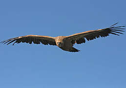 Griffon Vulture