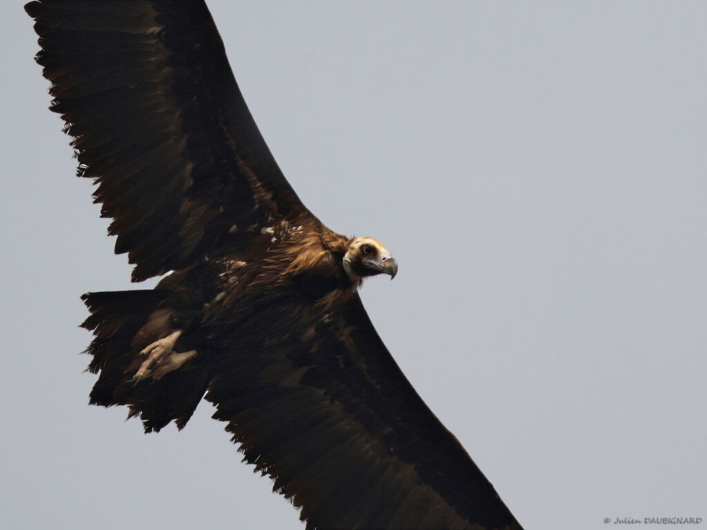 Cinereous Vulture, Flight