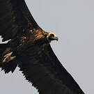 Vautour moine