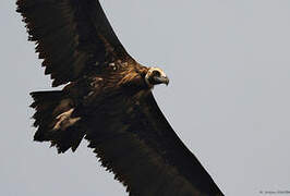 Cinereous Vulture