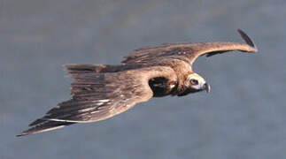 Cinereous Vulture