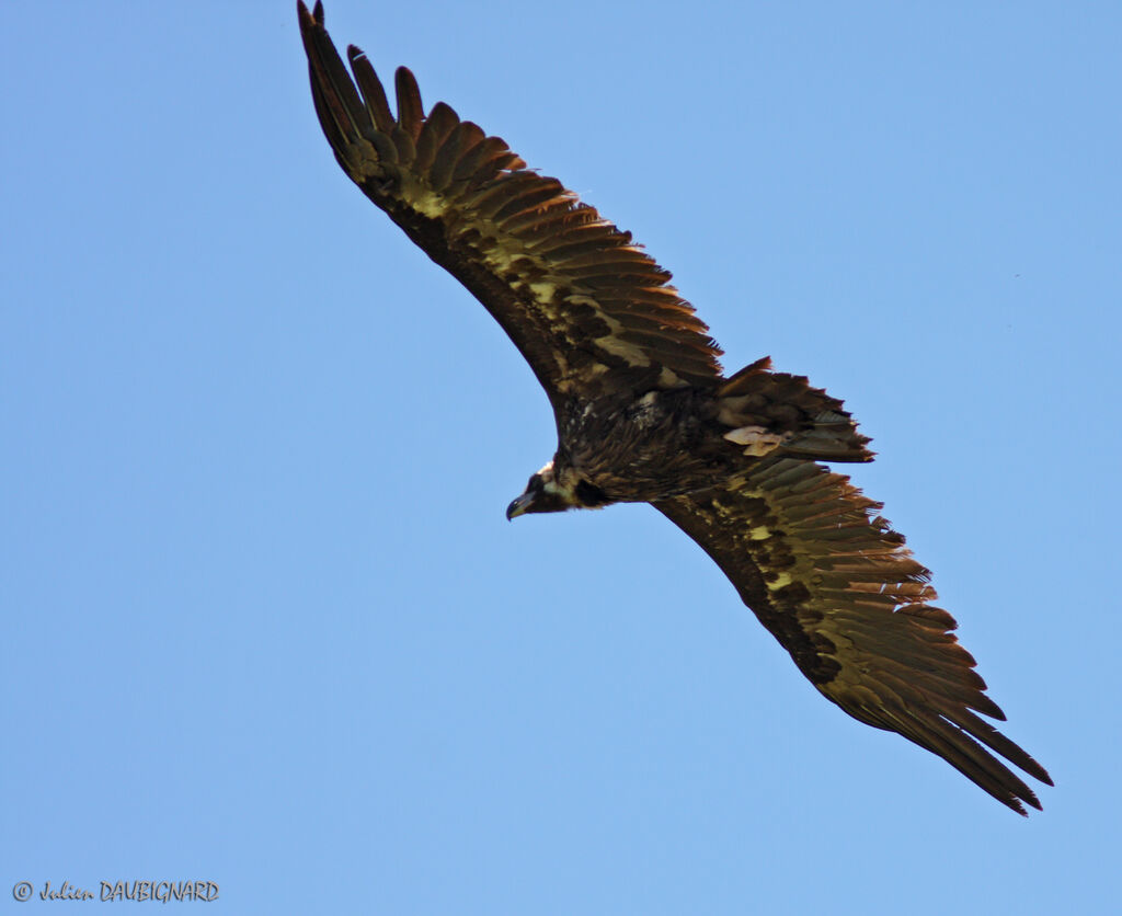 Cinereous Vulture, Flight