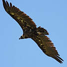 Vautour moine