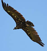 Cinereous Vulture