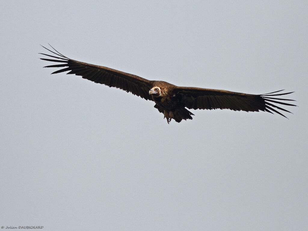 Cinereous Vulture, Flight