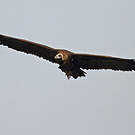 Vautour moine