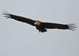 Cinereous Vulture