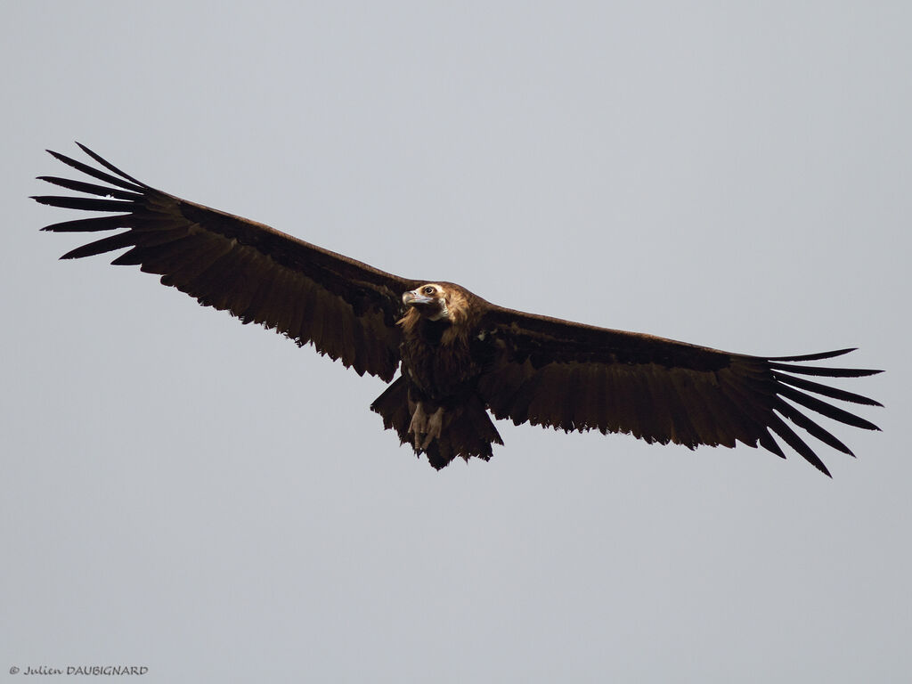 Cinereous Vulture, Flight