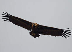 Cinereous Vulture