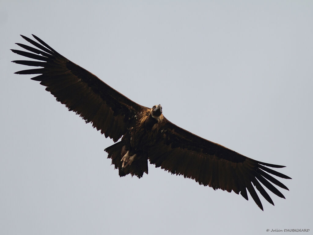 Cinereous Vulture, Flight