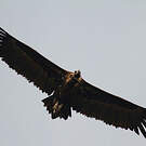 Vautour moine