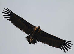 Cinereous Vulture