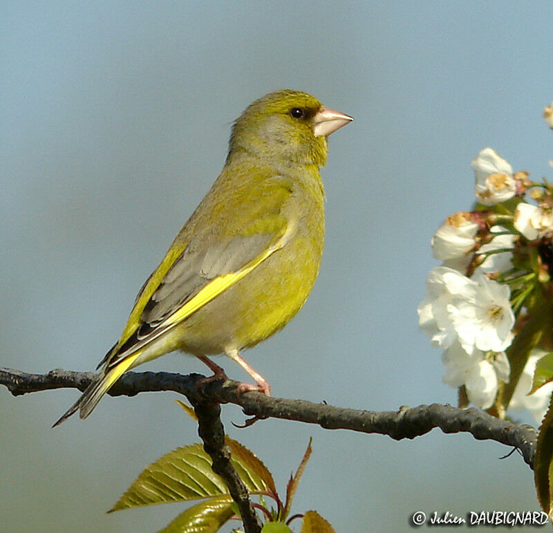 European Greenfinch