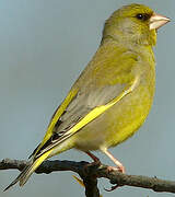 European Greenfinch